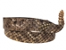 1" Real Rattlesnake Hat Band with Rattle and Rattle Pin - 598-HB199 (Y2L)