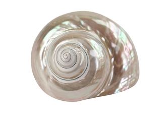 Natural Pearl Polished Turbo Imperialis Shell: Large 