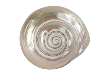 Natural Pearl Polished Turbo Imperialis Shell: Medium 