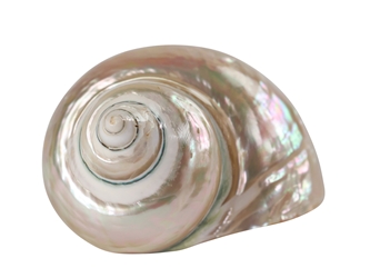 Natural Pearl Polished Turbo Imperialis Shell: Small 