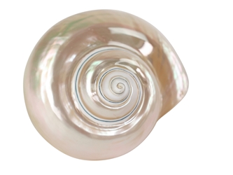 Natural Pearl Polished Turbo Imperialis Shell: Extra Large 