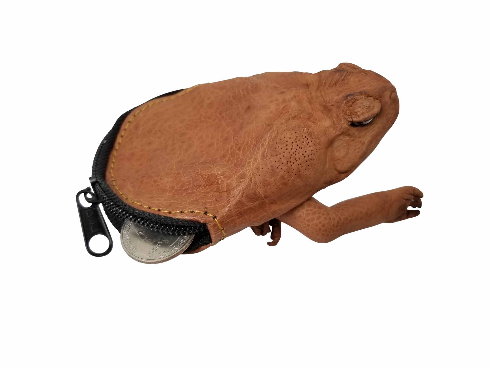 Cane toad coin on sale purse