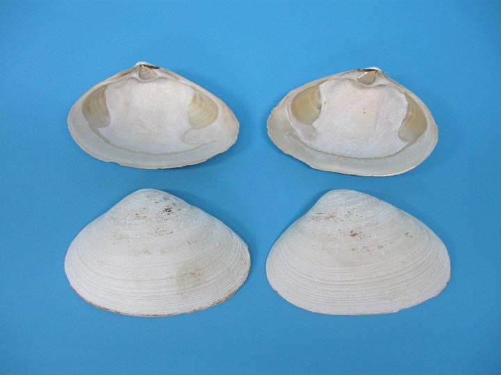 Atlantic Surf Clam Shells From Maine – WashAshore Store