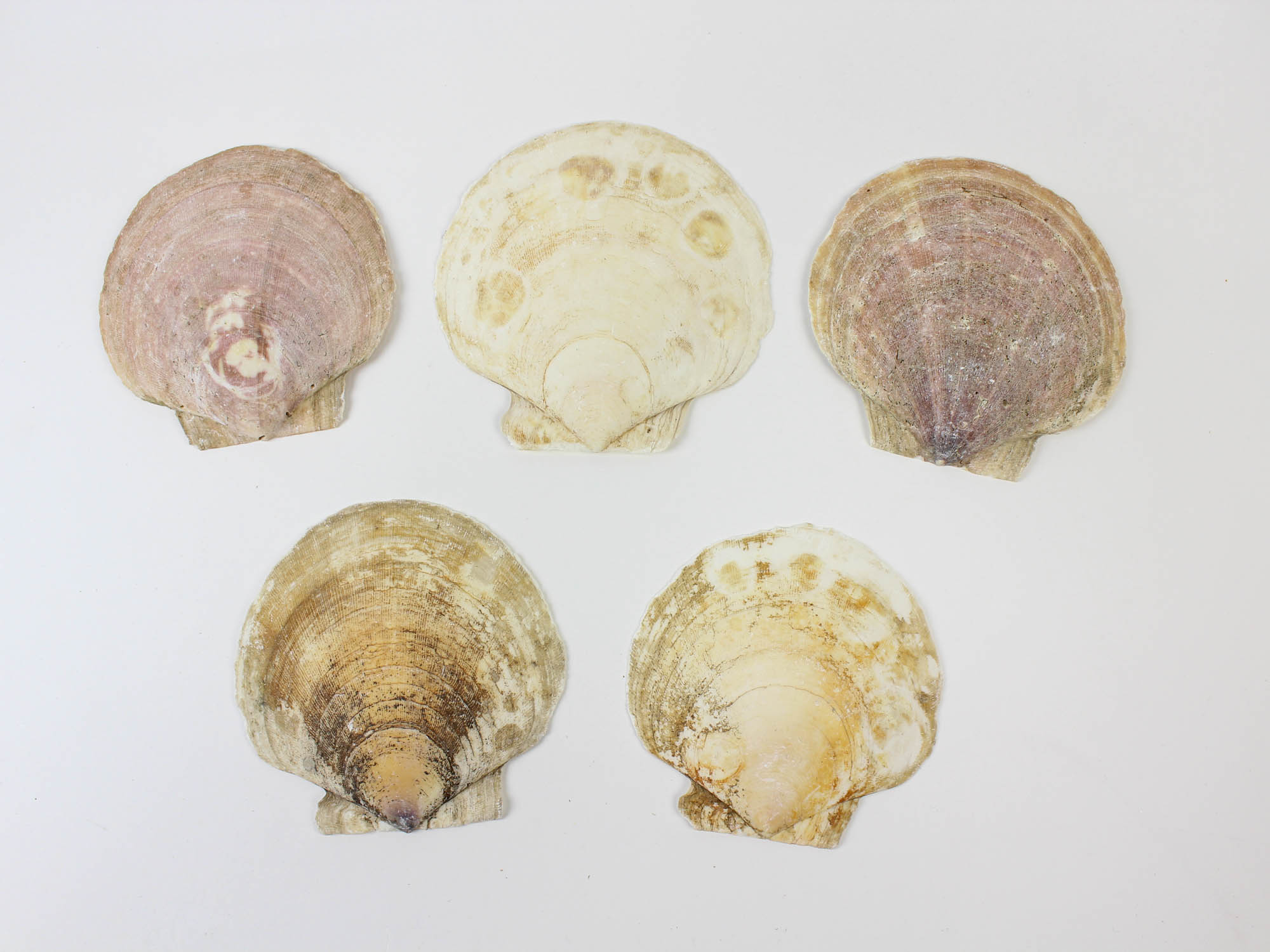 Scallop Shells