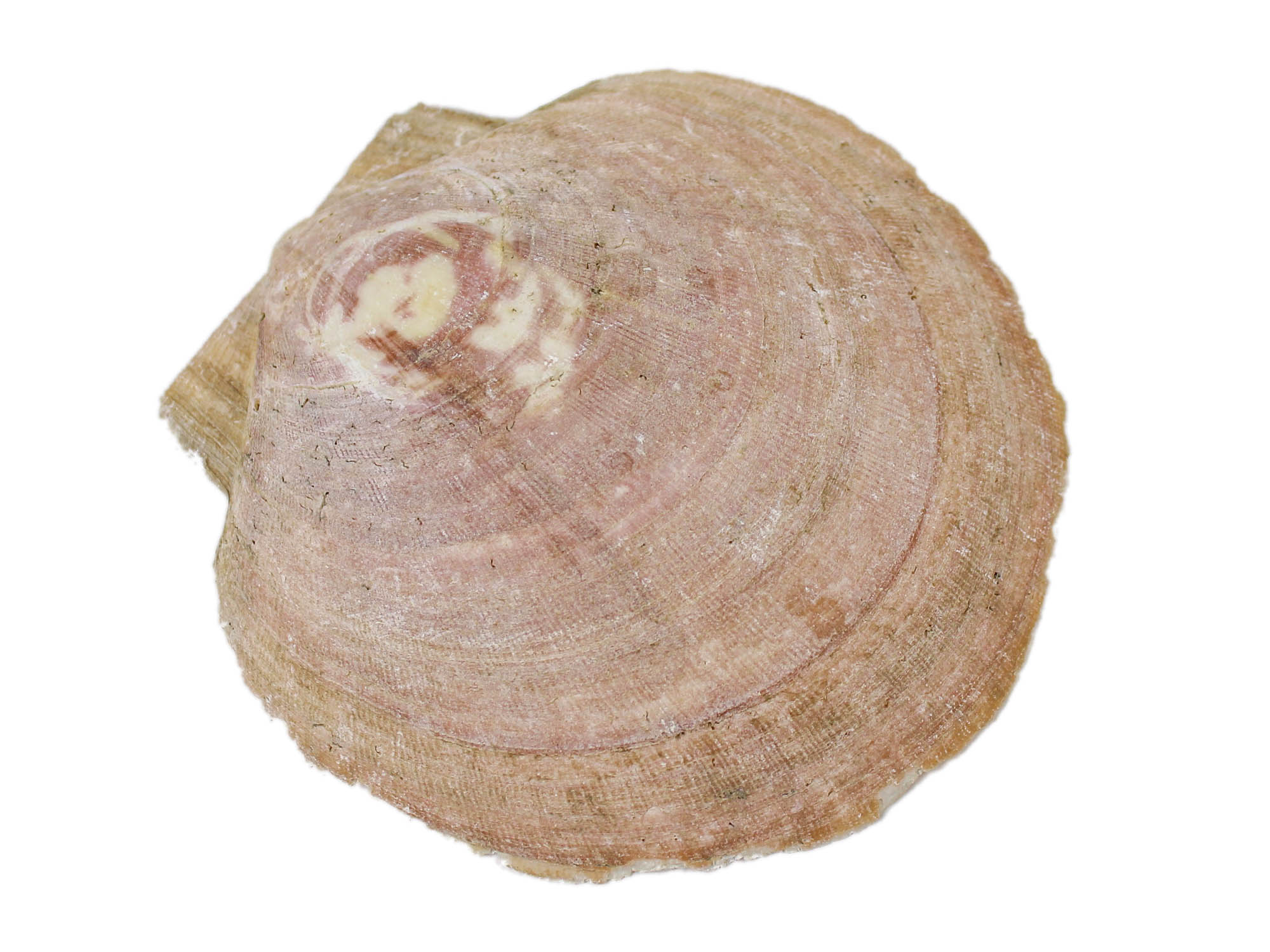 Large Scallop Shell
