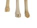 Deer Leg Bone - 1137-20 (Y1L)