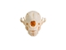 Red Fox Skull - 15-205-R (Y2J)