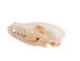 Red Fox Skull - 15-205-R (Y2J)