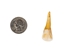 North American Buffalo (Bison) Tooth - 174-150 (Y2D)