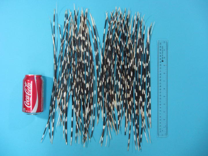 Multipack 26 DRILLED CUT Porcupine Quills Needles Beads for
