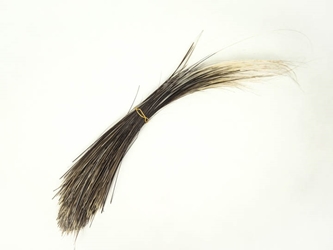 Porcupine Quills: Thick — Claw, Antler & Hide Co.
