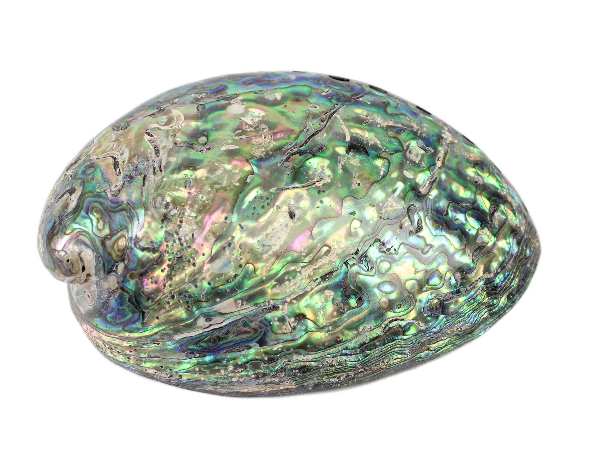 Paua best sale shell price