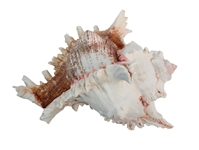 Murex Ramosa Shell: Large 