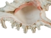 Murex Ramosa Shell: Small - 868-S (Y1L)