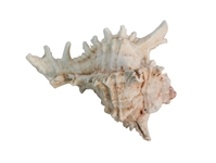 Murex Ramosa Shell: Small 