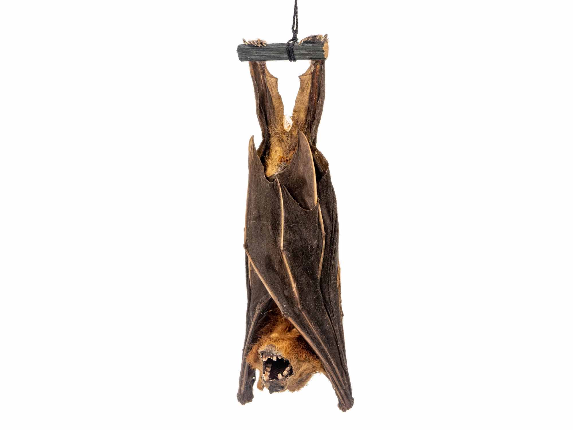 Real Framed Hanging Bat Cynopterus good Minutus real framed bat minute fruit bat halloween bats Gothic bat oddities natural history Halloween bat