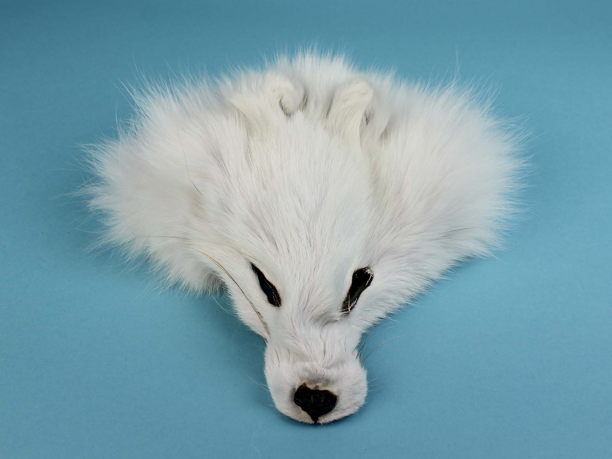 white pet fox