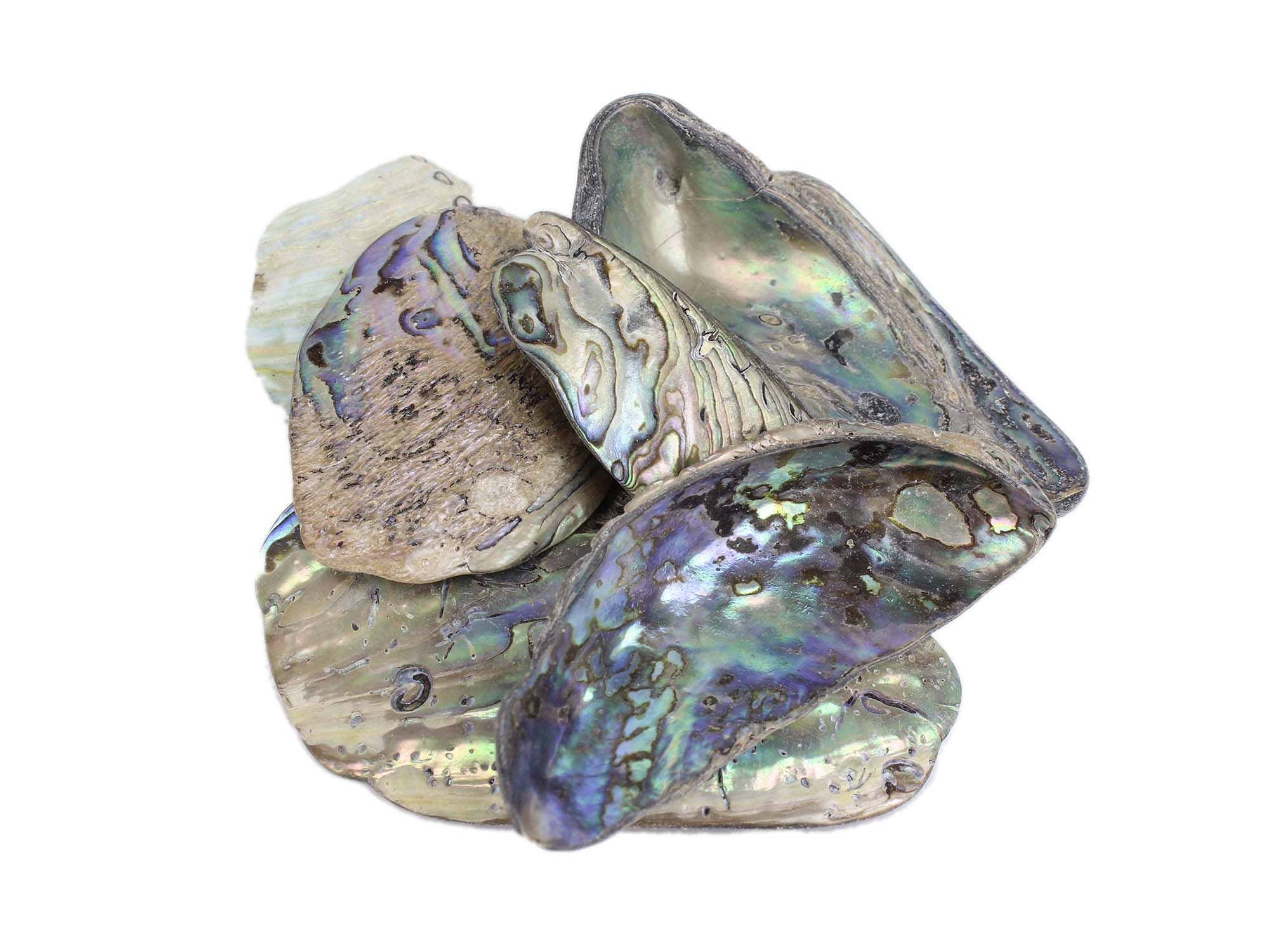 Paua sale shell price