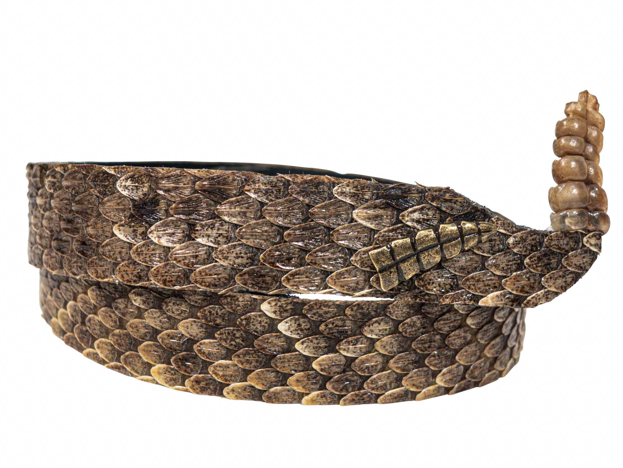 rattlesnake skin hat band