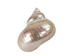 Natural Pearl Polished Turbo Imperialis Shell: Medium - 1143-P-PL-M (Y3L)