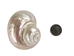 Natural Pearl Polished Turbo Imperialis Shell: Small - 1143-P-PL-S (Y2L)