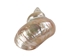 Natural Pearl Polished Turbo Imperialis Shell: Small - 1143-P-PL-S (Y2L)