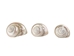 Natural Pearl Polished Turbo Imperialis Shell: Small - 1143-P-PL-S (Y2L)