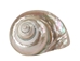 Natural Pearl Polished Turbo Imperialis Shell: Small - 1143-P-PL-S (Y2L)