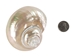 Natural Pearl Polished Turbo Imperialis Shell: Extra Large - 1143-P-PL-XL (Y3L)