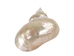 Natural Pearl Polished Turbo Imperialis Shell: Extra Large - 1143-P-PL-XL (Y3L)