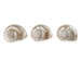 Natural Pearl Polished Turbo Imperialis Shell: Extra Large - 1143-P-PL-XL (Y3L)