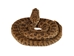 Coiled Prairie Rattlesnake: 2"-4" - 1282-M101M-AS (Y3E)(Y2L)