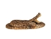 Coiled Prairie Rattlesnake: 2"-4" - 1282-M101M-AS (Y3E)(Y2L)