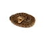 Coiled Prairie Rattlesnake: 2"-4" - 1282-M101M-AS (Y3E)(Y2L)