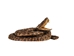 Coiled Prairie Rattlesnake: ~2" - 1282-M101S-AS (Y3E)(Y2L)