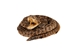 Coiled Prairie Rattlesnake: ~2" - 1282-M101S-AS (Y3E)(Y2L)