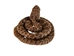 Coiled Prairie Rattlesnake: ~2" - 1282-M101S-AS (Y3E)(Y2L)