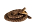 Coiled Prairie Rattlesnake: ~2" - 1282-M101S-AS (Y3E)(Y2L)