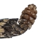 5/8" Real Eastern Diamondback Rattlesnake Hat Band with Rattle - 1344-HB162RR (Y2L)