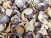 Purple Cay Cay Clam Shell: 0.5" to 1" (kg) - 1431-10-KG (Y3)