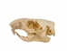 Groundhog/Woodchuck Skull - 15-234 (Y1L)