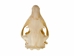 Groundhog/Woodchuck Skull - 15-234 (Y1L)