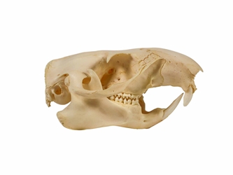 Groundhog/Woodchuck Skull 