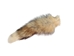 North American Red Fox Tail: Silver Red - 18-05-6SR (Y2N)