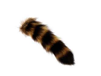 Natural Raccoon Tail: Medium 