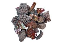 African Abalone Pieces: 19mm+: Copper (100 g) 