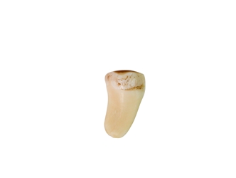 Elk Ivory: Spike/Hollow 