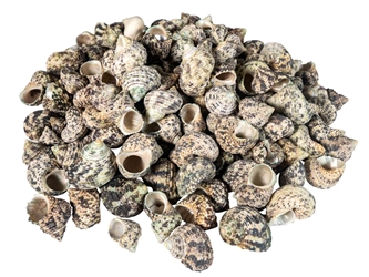 Turbo Bruneus Shells (1 kg or 2.2 lbs) 