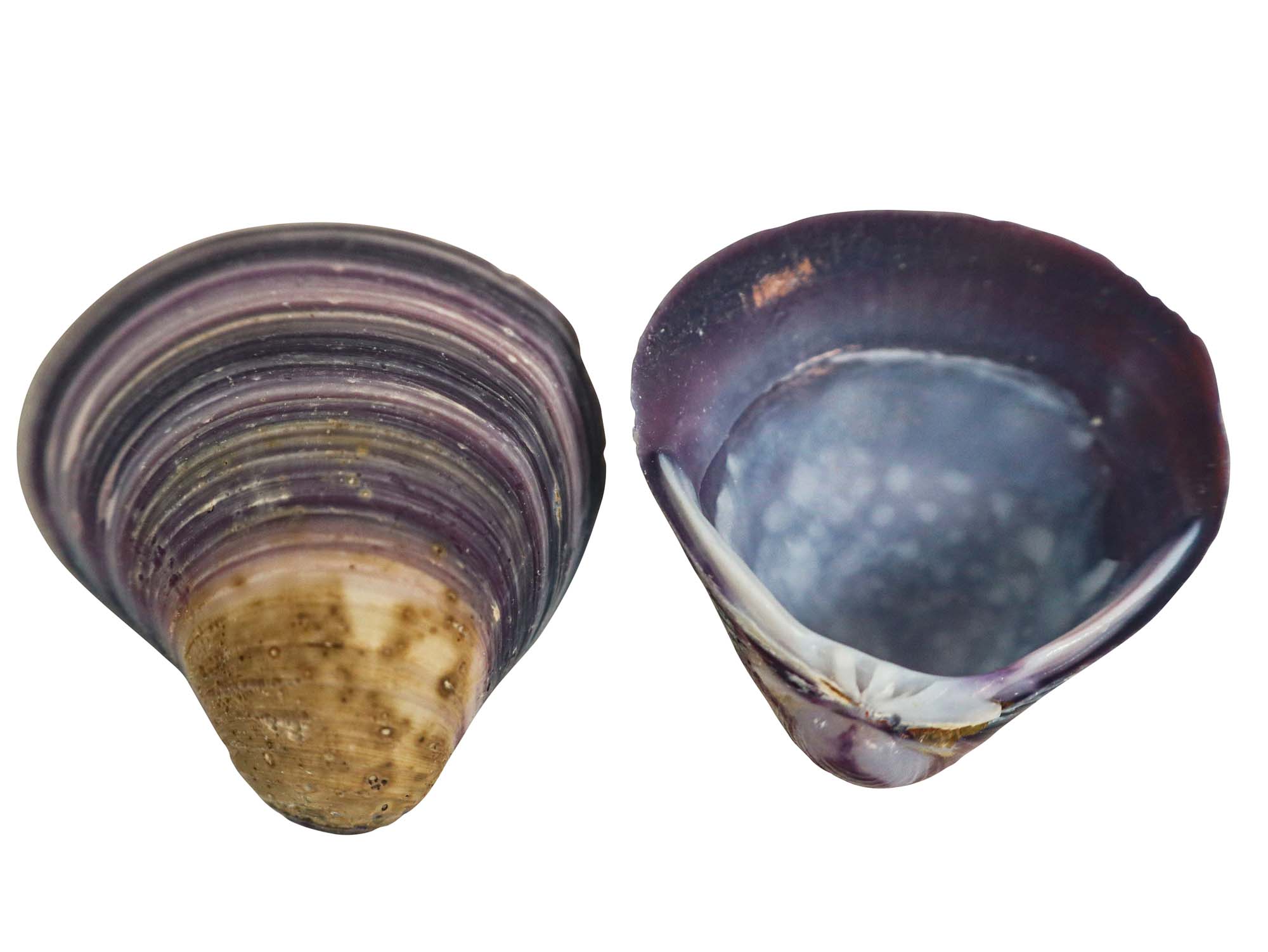 Baby Purple Clam Shells 0.50-1 (gallon)
