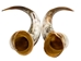 Pair of Polished Steer Horns: 30" to 32": Assorted - 304-P3032-AS (Y3H)